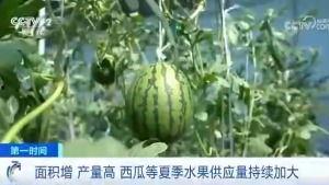 北京朝阳吃瓜群众今日吃瓜,今日吃瓜群众热议焦点