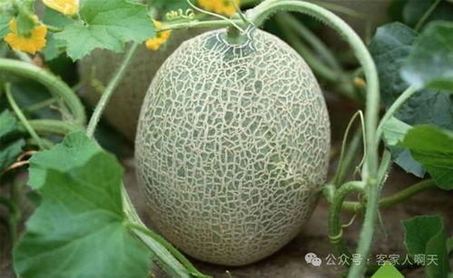 海南哈密瓜今日价格12月11号,新鲜上市，品质保证