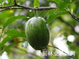 保山小瓜今日价格表图片,保山小瓜今日价格行情一览