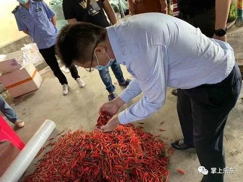佛罗哈密瓜今日价格行情,涨跌波动一览