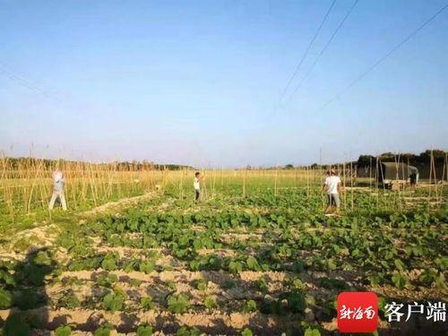 崖州区今日瓜菜价格表,今日行情一览