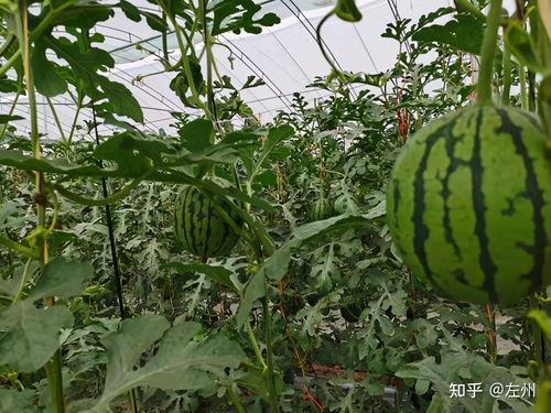 今日小吊瓜行情怎么样啊,涨跌互现，市场动态解析