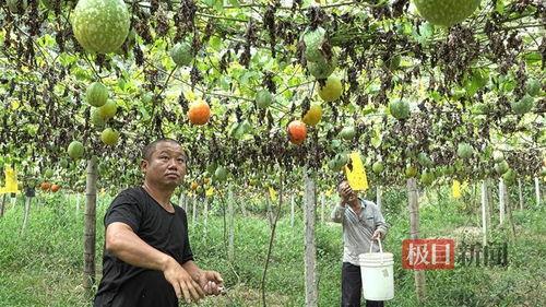 今日小吊瓜行情怎么样啊,涨跌互现，市场动态解析