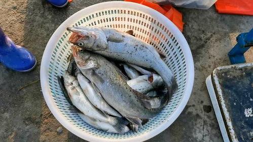 今日红瓜鱼多少钱一斤啊,一斤多少钱？