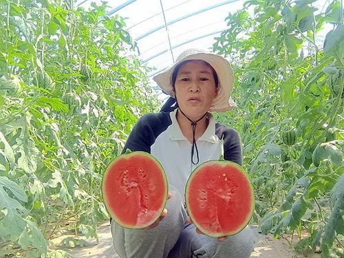 中牟县小吊瓜今日价格表,新鲜上市，实惠抢购！
