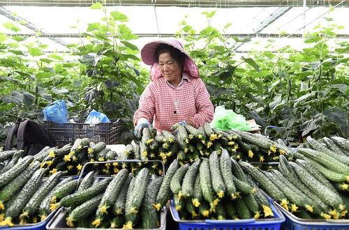 云南蔬菜今日报价小瓜,小瓜价格走俏，市场供需两旺”