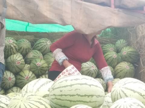 万邦硒砂瓜今日价格,品质硒砂瓜，价格行情一览