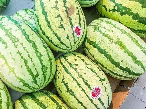 柳州石头瓜今日价格表最新,最新行情一览