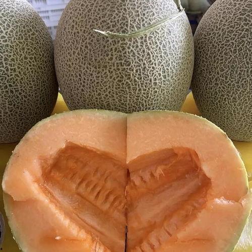 广东今日哈密瓜多少钱一斤,一斤多少钱？”