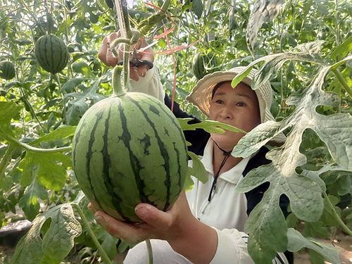 漯河市小吊瓜今日行情,丰收喜人，价格稳中有升
