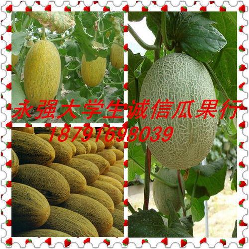 今日哈密瓜万邦批发价格,万邦市场行情一览”