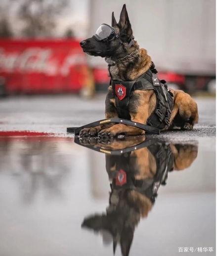 今日吃瓜警犬,揭秘警犬日常趣事