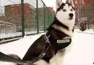 今日吃瓜警犬,揭秘警犬日常趣事