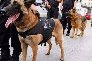 今日吃瓜警犬,揭秘警犬日常趣事