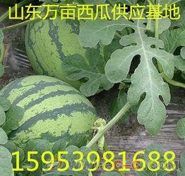 今日瓠子瓜批发价格行情,市场波动下的价格走势分析”