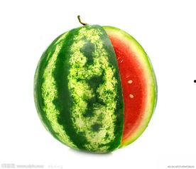 今日瓠子瓜批发价格行情,市场波动下的价格走势分析”