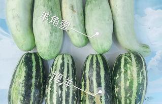 元谋今日三叶瓜价格表,今日行情一览