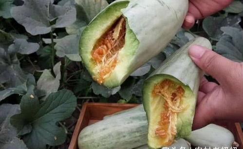 今日蚌牙头瓜多少钱一斤,今日行情一览，一斤多少钱？”